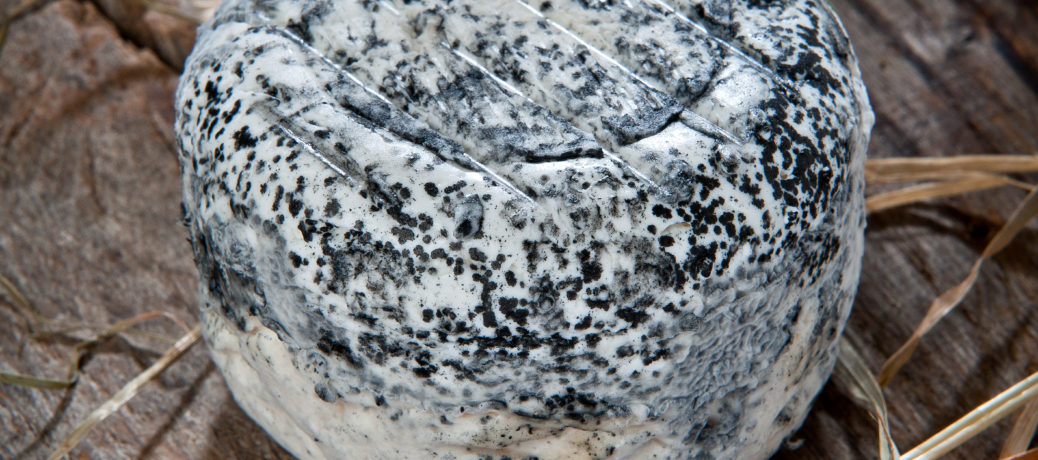 Petit Perche cendré