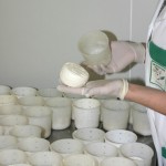 fabrication de fromage de chèvre fermier 41